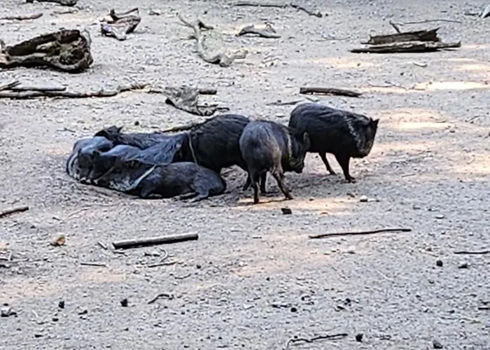 فندق مبيت وإفطار Pallas