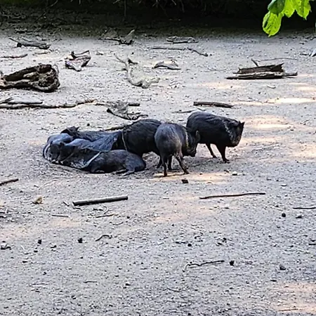 Nocleg ze śniadaniem Pallas