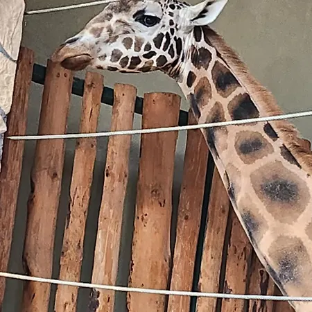 Pallas Bed & Breakfast Gdańsk