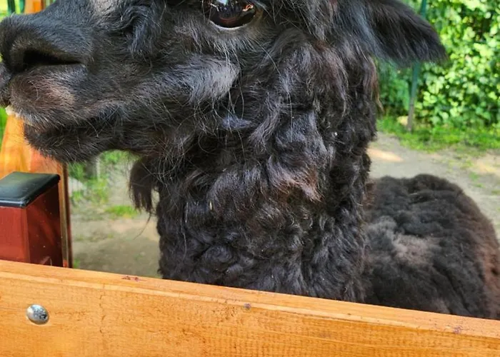 Pallas 3* Гданьск