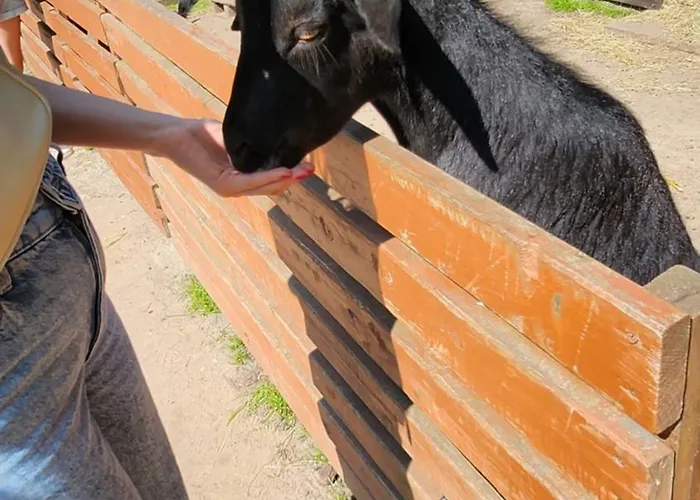 Pallas Отель типа 