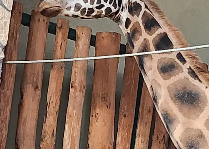 Pallas Bed & Breakfast Gdansk